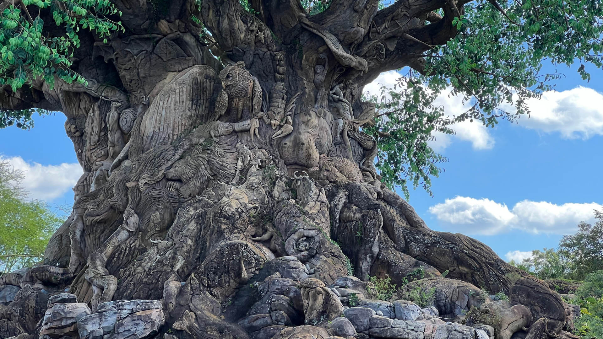 5 Best Rides To Take in Animal Kingdom